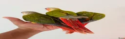 Conures birds for sale: Hand reared conures for sale  - Advert 6