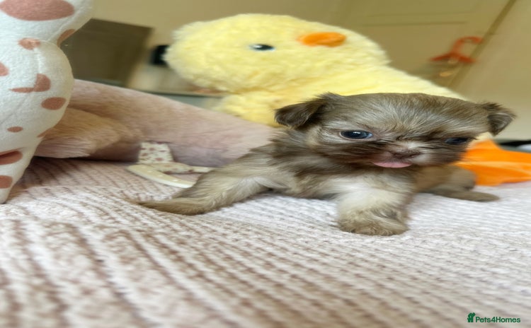 Shih Tzu dogs - Advert 5