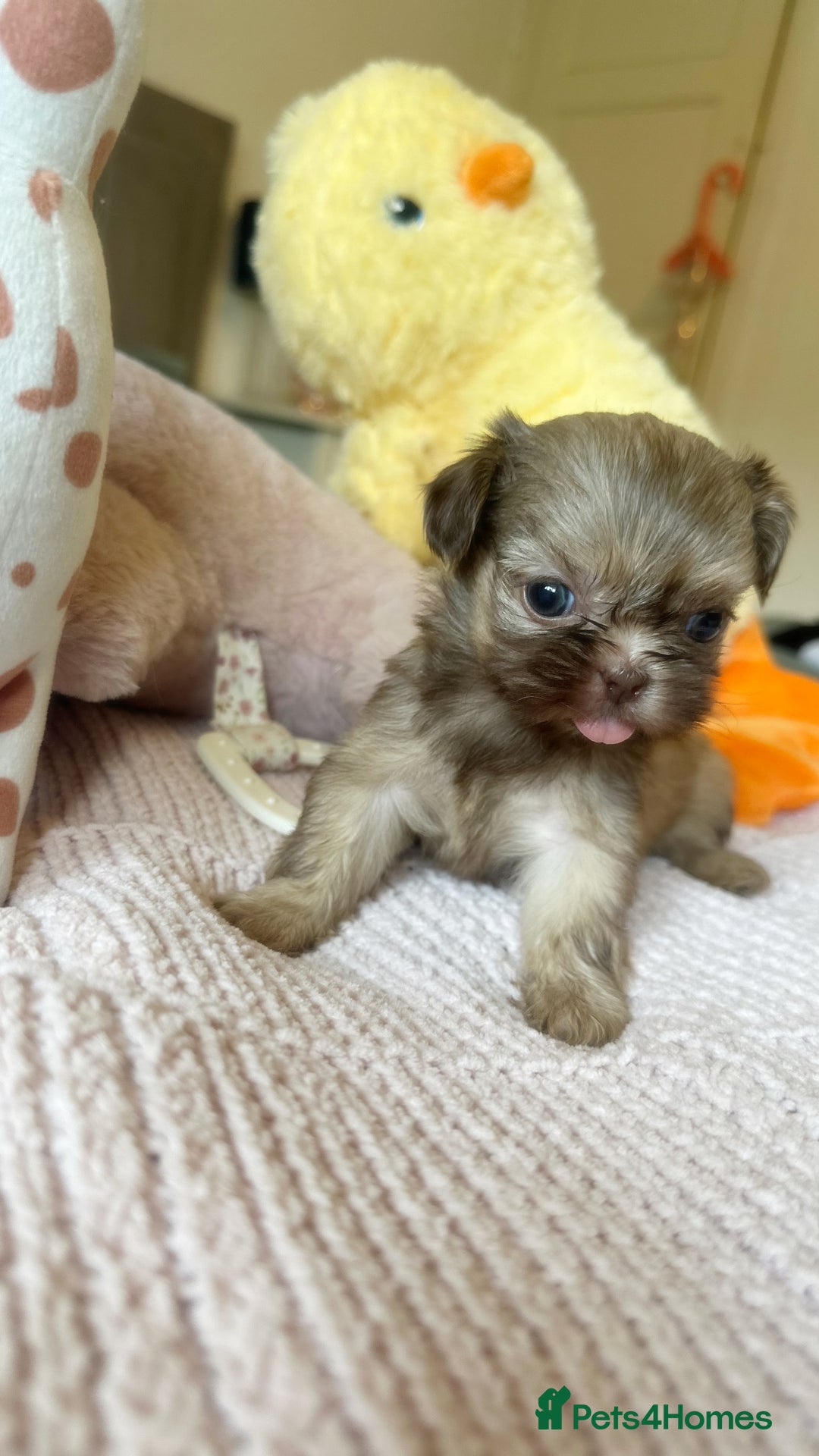Shih Tzu dogs for sale: ONE PUPPY AVAILABLE READY NOW - Image 6