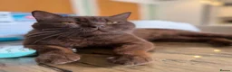 British Shorthair cats for sale: Chocolate and Lilac British short hair kittens  - Advert 11