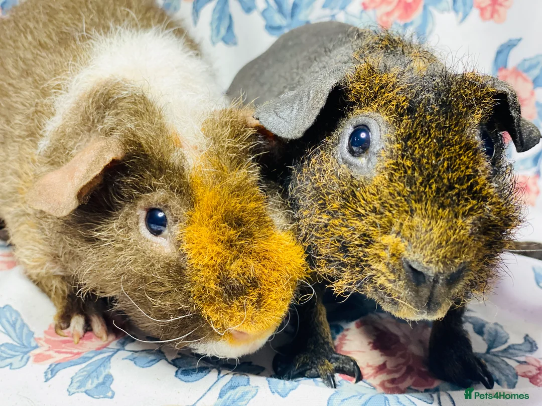 Guinea Pig rodents for sale: Pair of stunning skinny and werewolf young boys - Advert 2