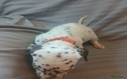 Dalmatian dogs for sale: Dalmatian Ready to home 1×girl 1× boy(£550)) - Image 18