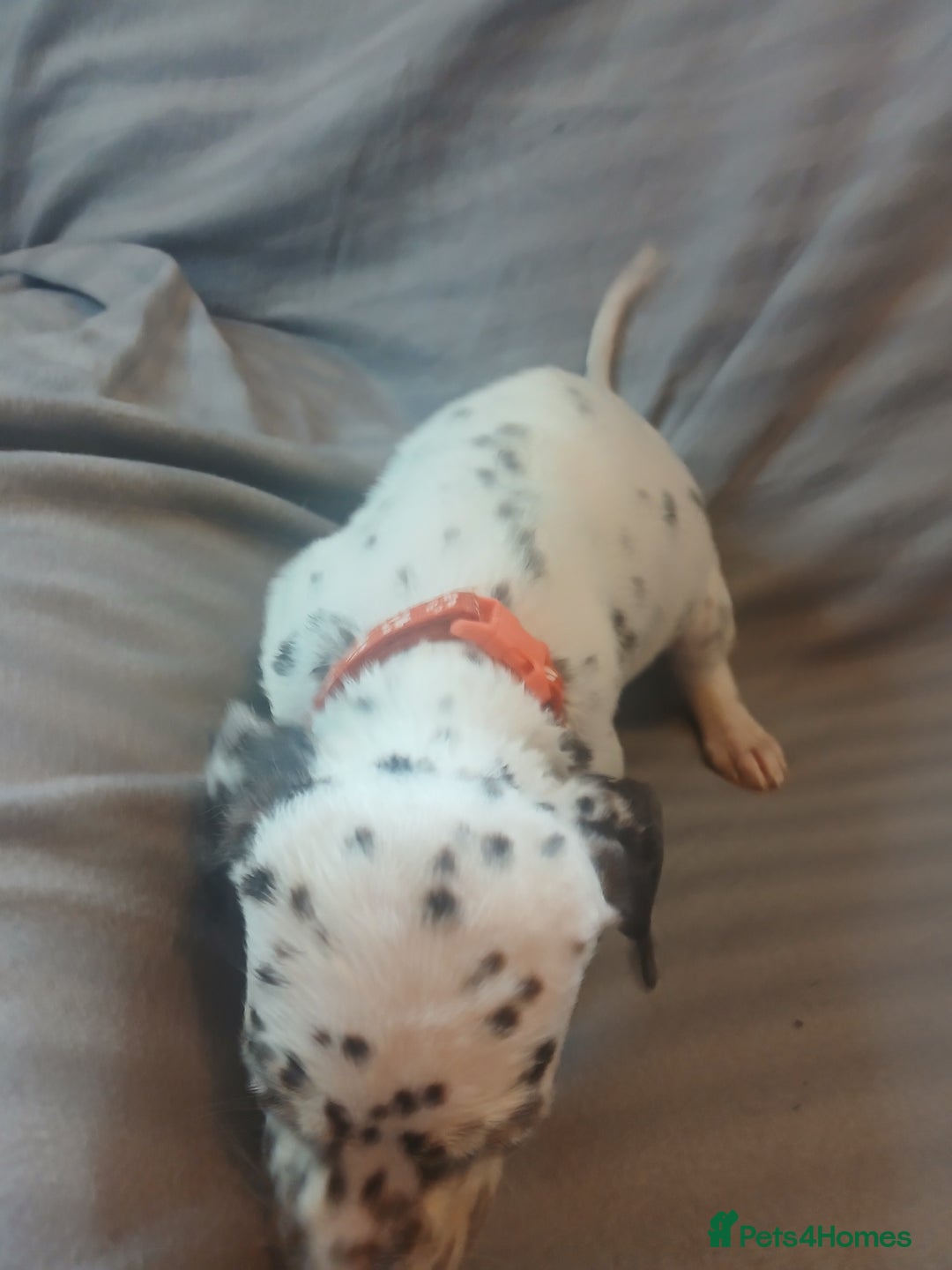 Dalmatian dogs for sale: Dalmatian Ready to home 1×girl 1× boy(£550)) - Image 18