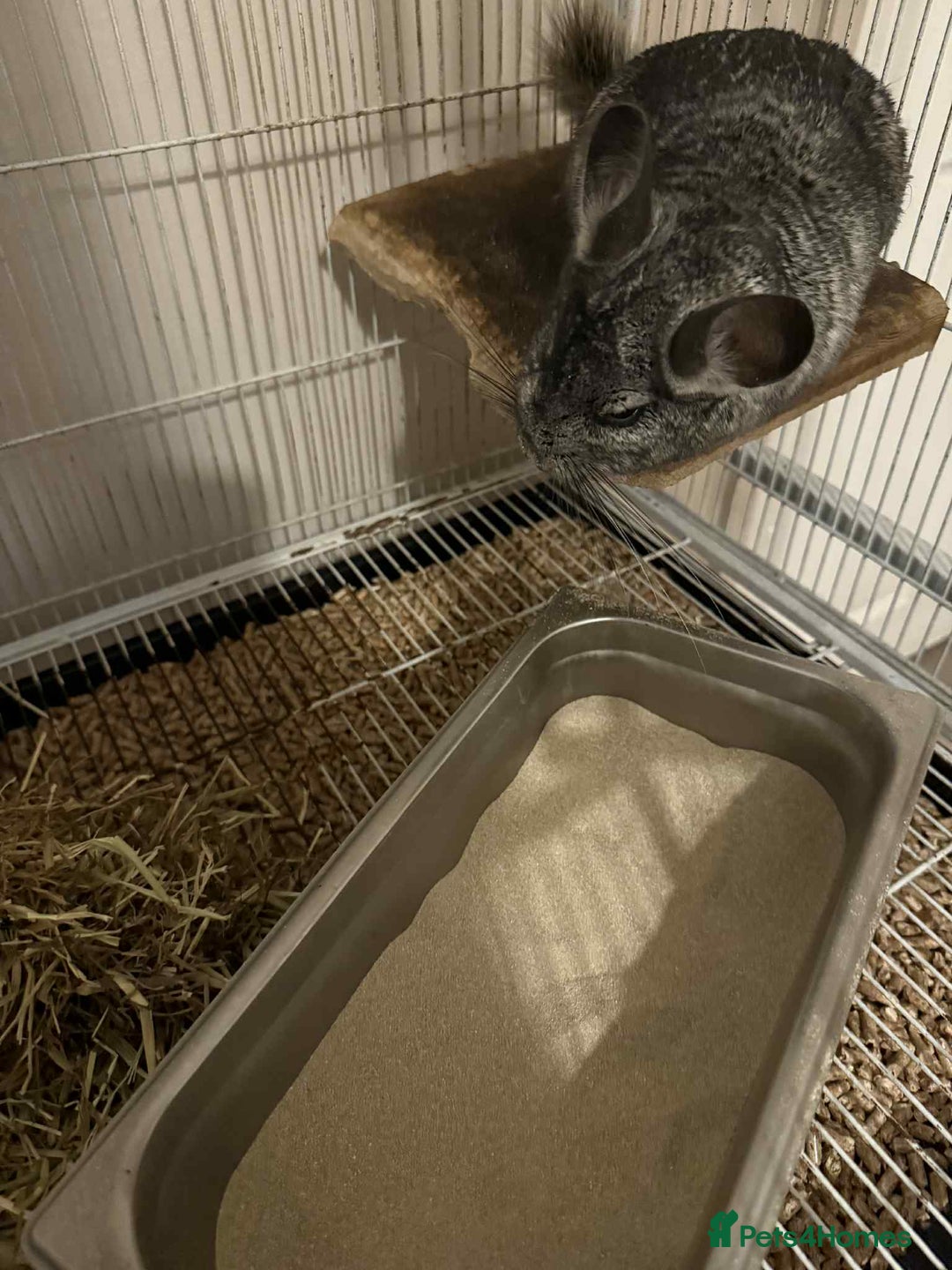 Chinchilla rodents for sale: 2 year old male chinchilla  - Image 2