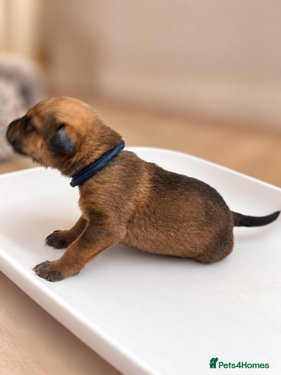 Mixed Breed dogs Cane Corso x Rottweiler Puppies – Ready 21 Nov - Advert 2