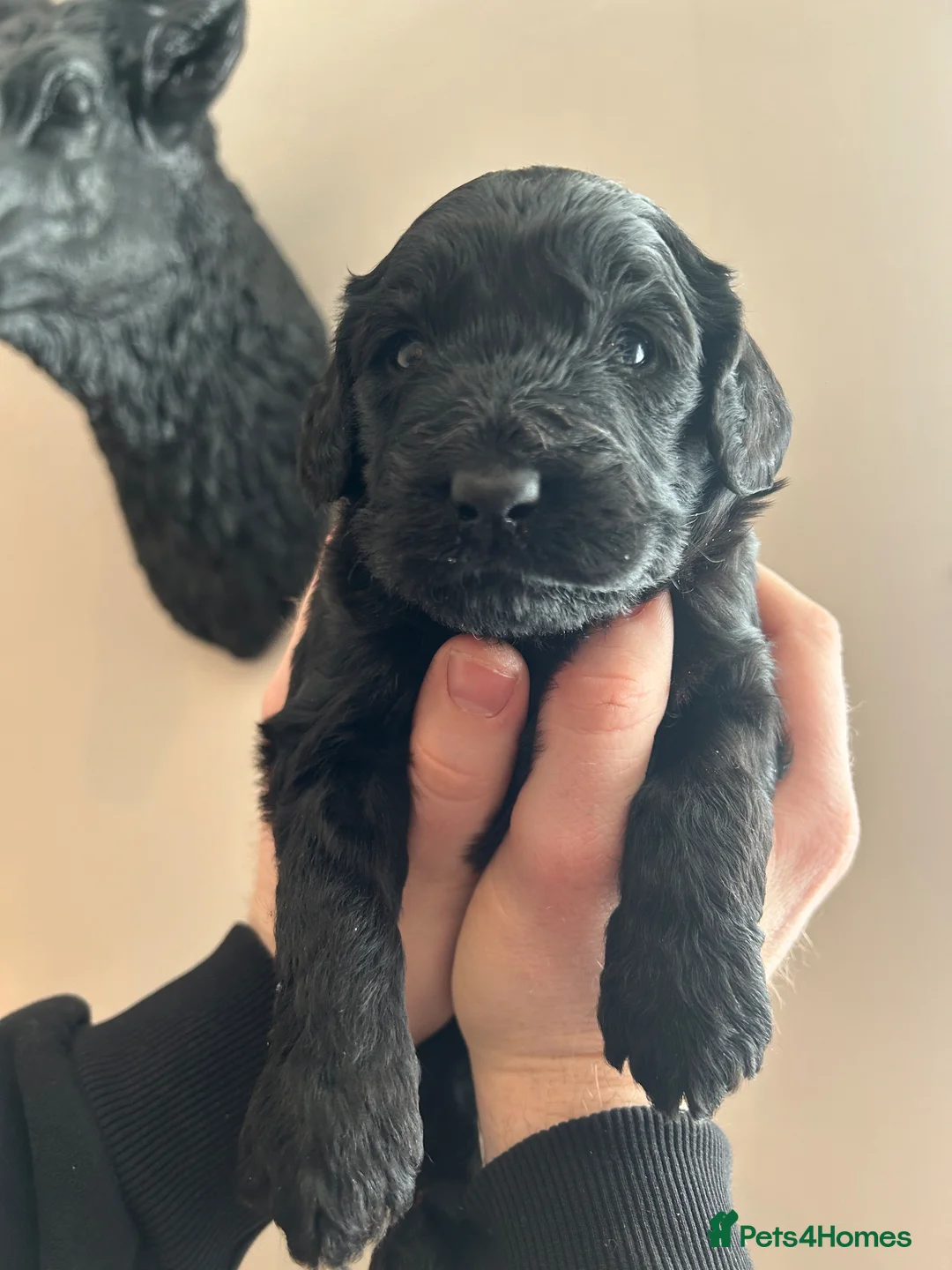 Labradoodle dogs for sale: Beautiful F2B Miniature Labradoodle Puppies  🐾 - Advert 13