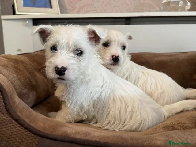 West Highland Terrier dogs for sale: West highland terriers READY NOW! - Advert 2