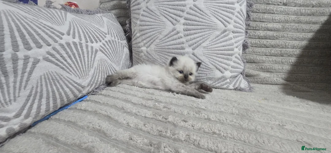 Maine Coon cats for sale: Mainecoon/ragdoll - Advert 10
