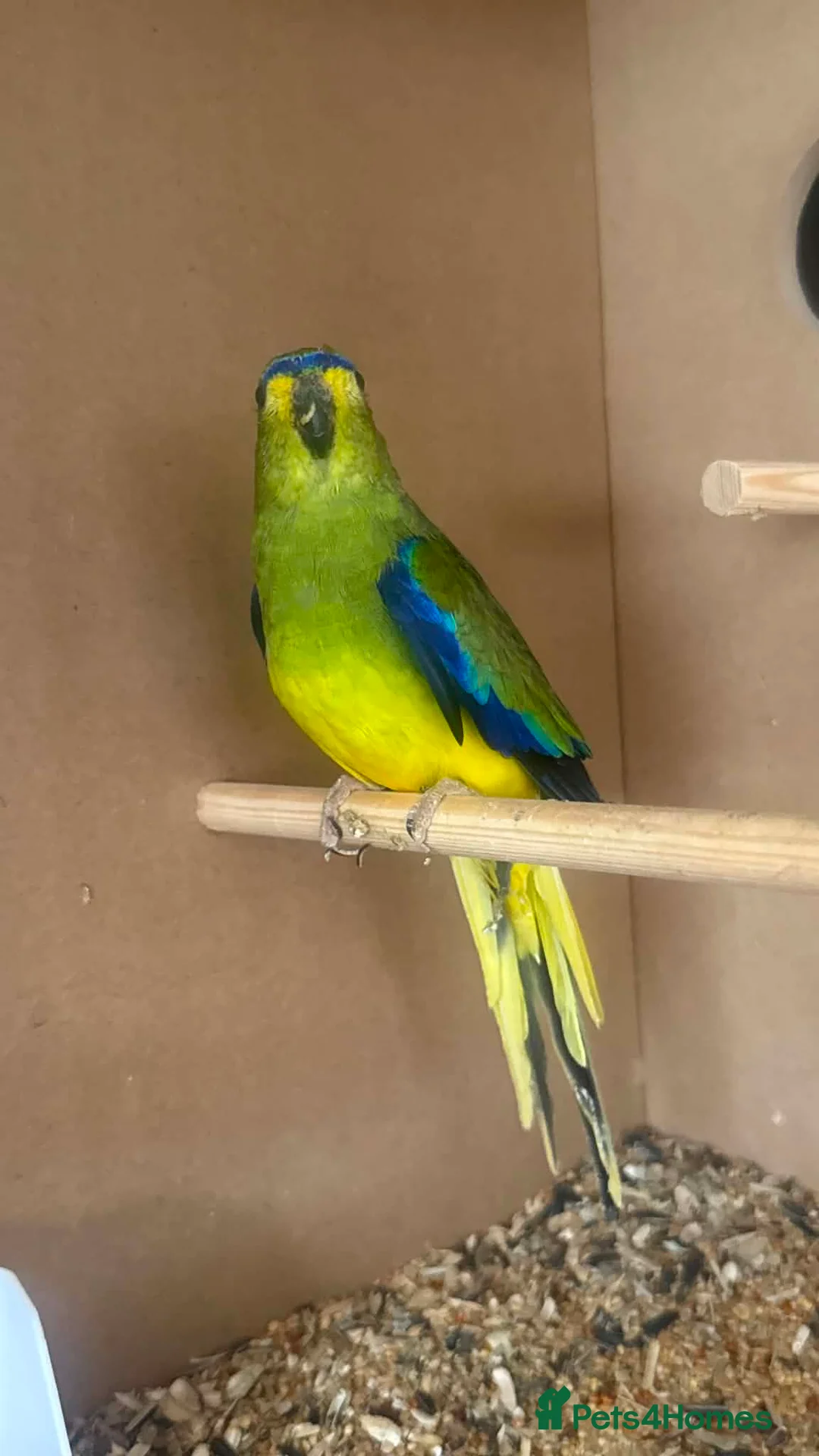 Mixed Breed birds for sale: Mixed Aviary Birds - Advert 2