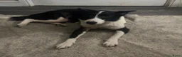 Border Collie dogs for sale: Stella - Gentle 6yo Border Collie in Milton Keynes - Advert 2