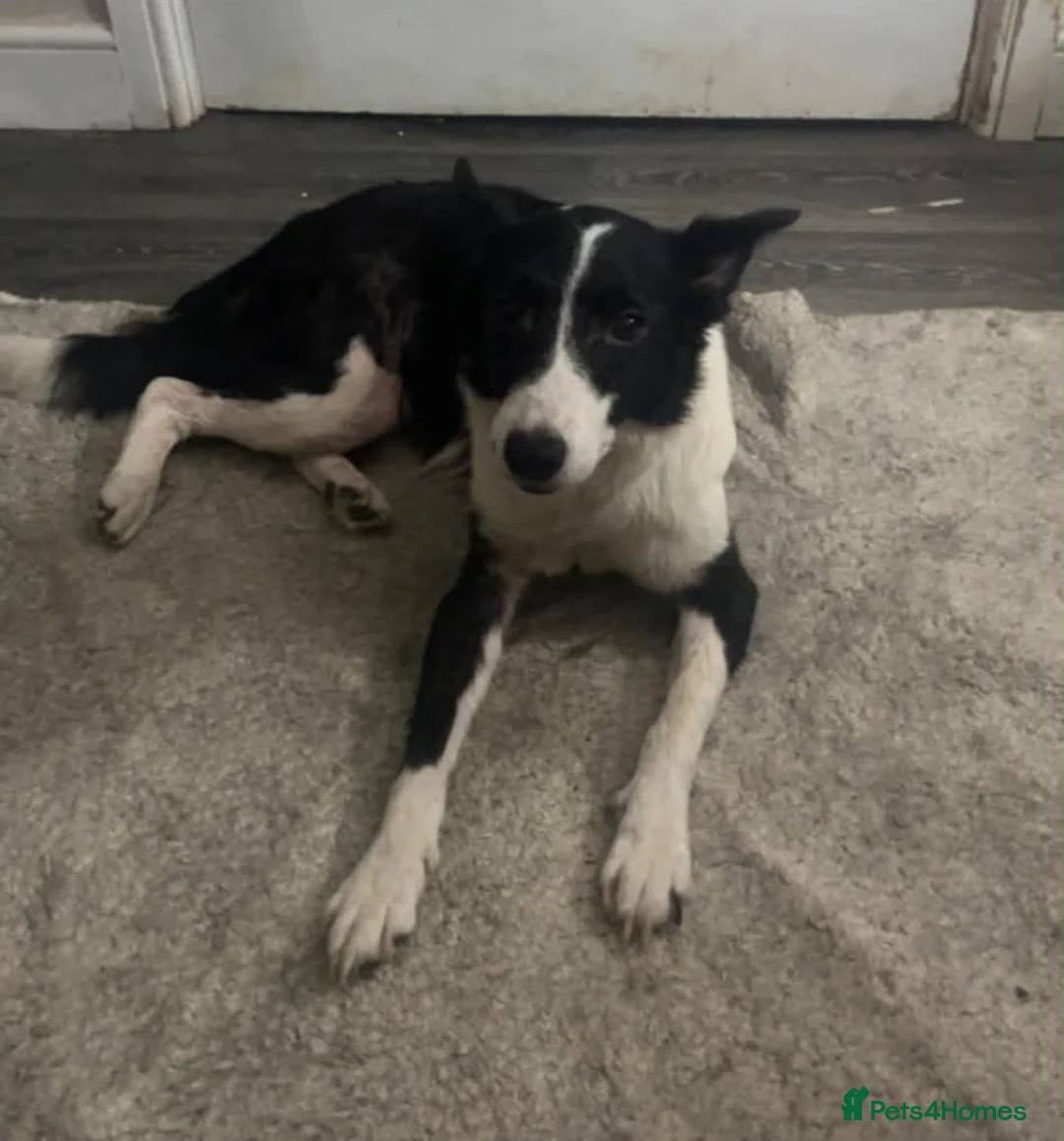 Border Collie dogs for sale: Stella - Gentle 6yo Border Collie in Milton Keynes - Advert 2