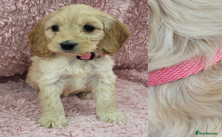Cockapoo dogs in Mansfield - Advert 1