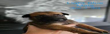 Belgian Shepherd Dog Puppy 3