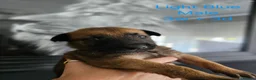 Belgian Shepherd Dog dogs for sale: Belgian Malinois Puppies in Sunderland - Advert 5