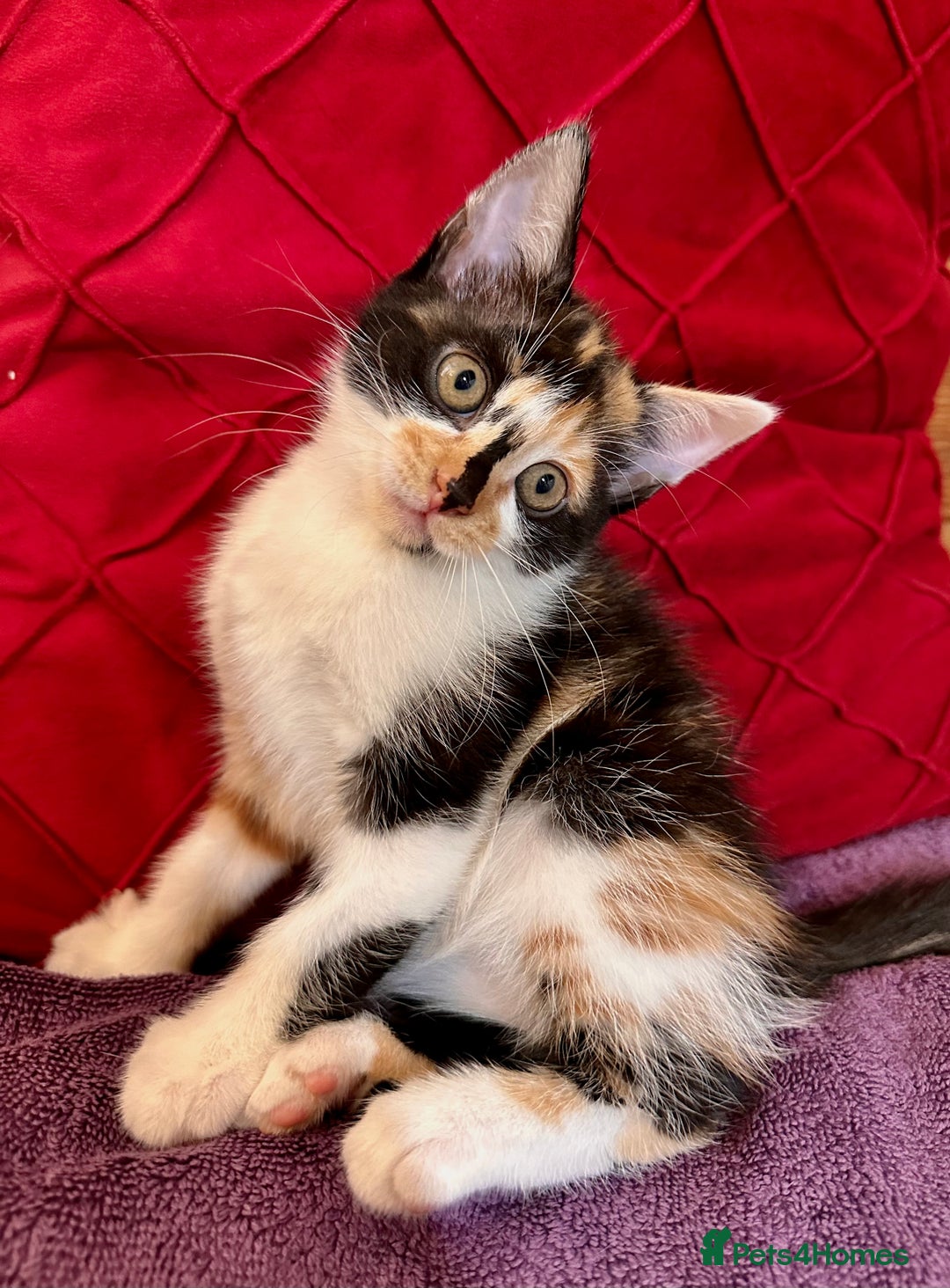 Mixed Breed cats for sale: Kittens from half Siamese mum - Advert 2