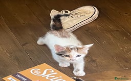 Mixed Breed cats for sale: Mixed calico litter  - Image 11