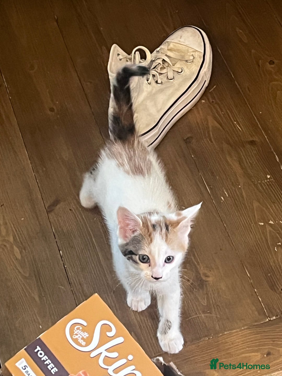 Mixed Breed cats for sale: Mixed calico litter  - Image 11