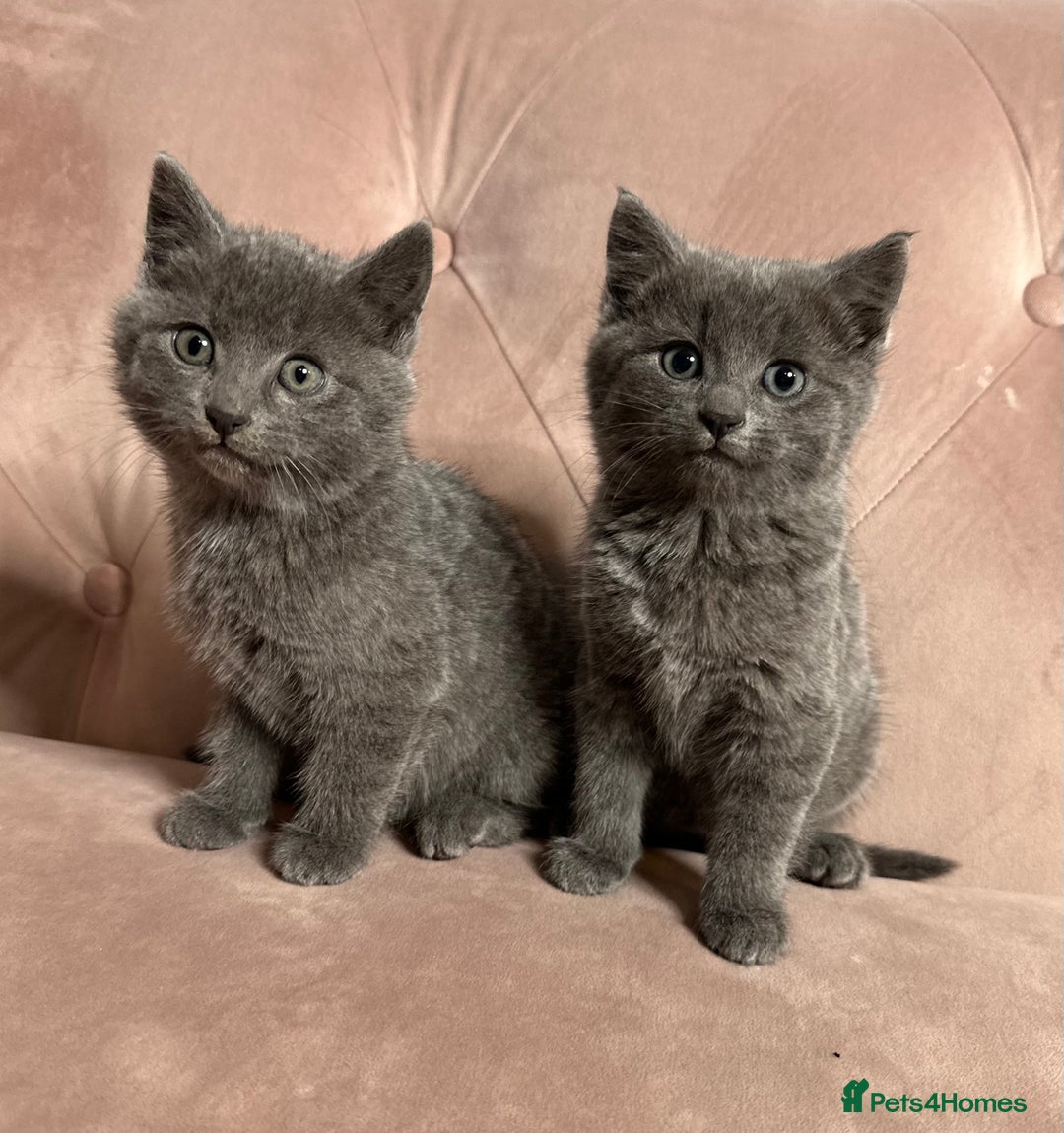 Russian Blue cats for sale: Last gorgeous male Russian blue  - Advert 8