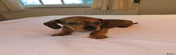 Dachshund dogs for sale: Pure Bred Dachshunds  - Advert 12