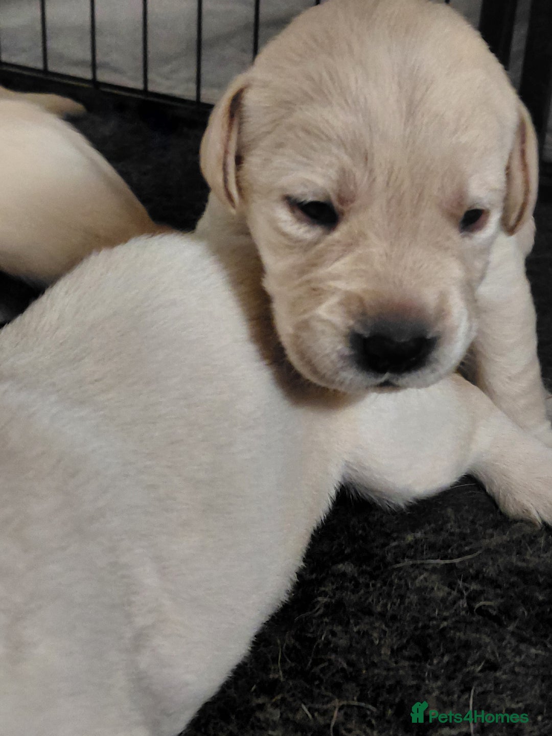 Labrador Retriever dogs for sale: Pure bred labrador puppies - Advert 1