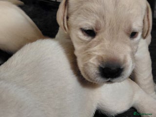 Labrador Retriever dogs Pure bred labrador puppies - Advert 4