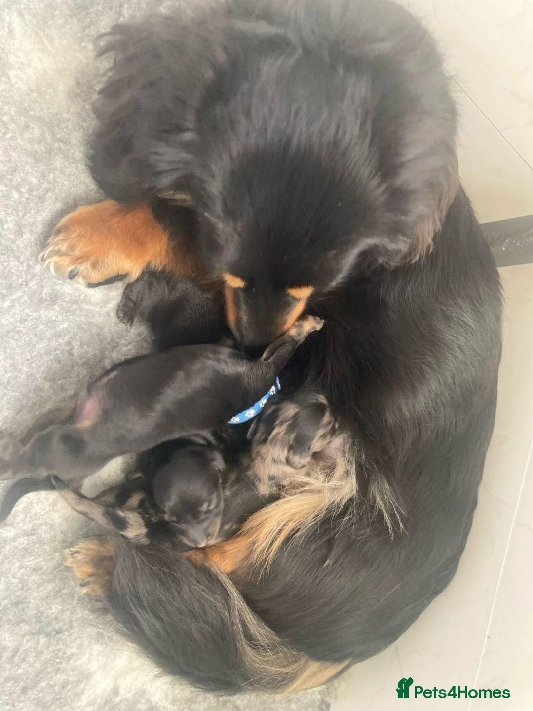 Miniature Dachshund dogs for sale: MINIATURE DACHSHUND PUPPIES  - Advert 2