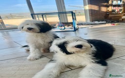 Old English Sheepdog dogs for sale: Kc old English sheep dog puppies  - Image 25
