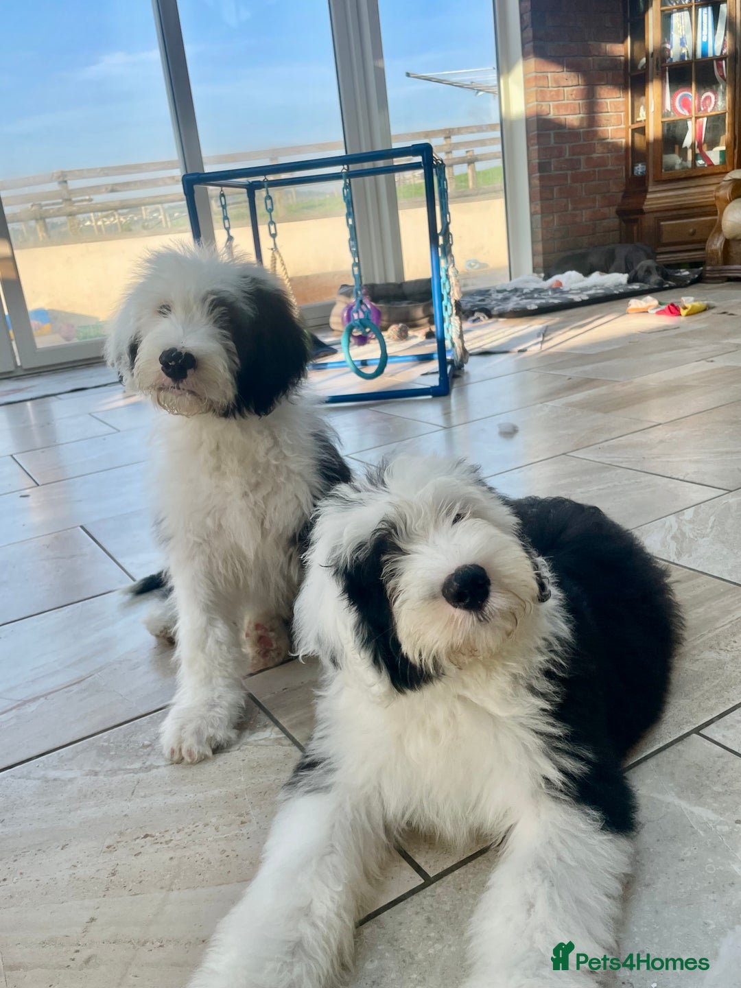 Old English Sheepdog dogs for sale: Kc old English sheep dog puppies  - Image 25
