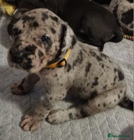 Great Dane dogs Exceptional pups, viewings welcome - Advert 4