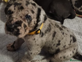 Great Dane dogs Exceptional pups, viewings welcome - Advert 1