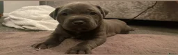 Staffordshire Bull Terrier dogs for sale: Staffordshire bull terrier puppies boy/girl  - Advert 24