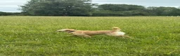 Golden Retriever dogs for stud: STUD AVAILABLE - BRUCIE  in High Wycombe - Advert 14