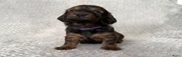 Dachshund dogs for sale: Standard Longhair Dachshunds  - Advert 6