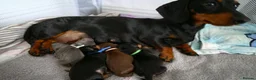 Miniature Dachshund dogs for sale: 1 puppy minature dachshund boy avaliable - Advert 2