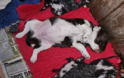 English Springer Spaniel dogs for sale: KC Registered ESS Pups *WELL MARKED* - Image 17
