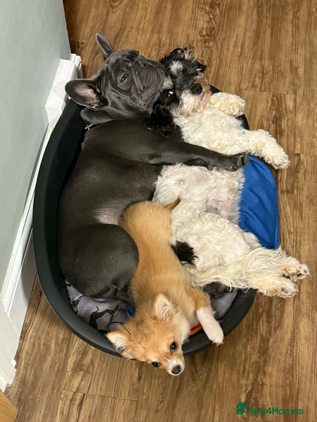 French Bulldog dogs for sale: Stunning blue make French bulldog - Advert 3
