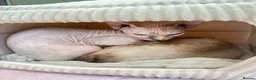 Sphynx cats for sale: Gorgeous 4-yr old Sphynx Female - Advert 4