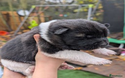 Akita dogs for sale: Akita Puppies - Advert 3