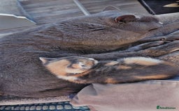 Mixed Breed cats for sale: 2 kittens  - Image 4