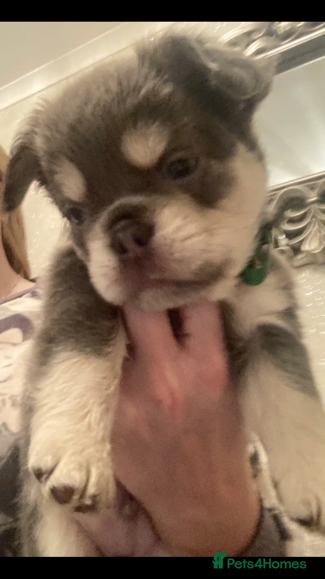 French Bulldog dogs for stud: french bulldog fluffy stud  in Glasgow - Advert 8