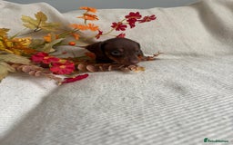 Miniature Dachshund dogs for sale: Beautiful chocolate and tan miniature dachshund  - Image 9