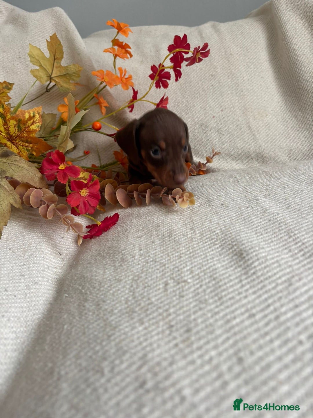 Miniature Dachshund dogs for sale: Beautiful chocolate and tan miniature dachshund  - Image 9