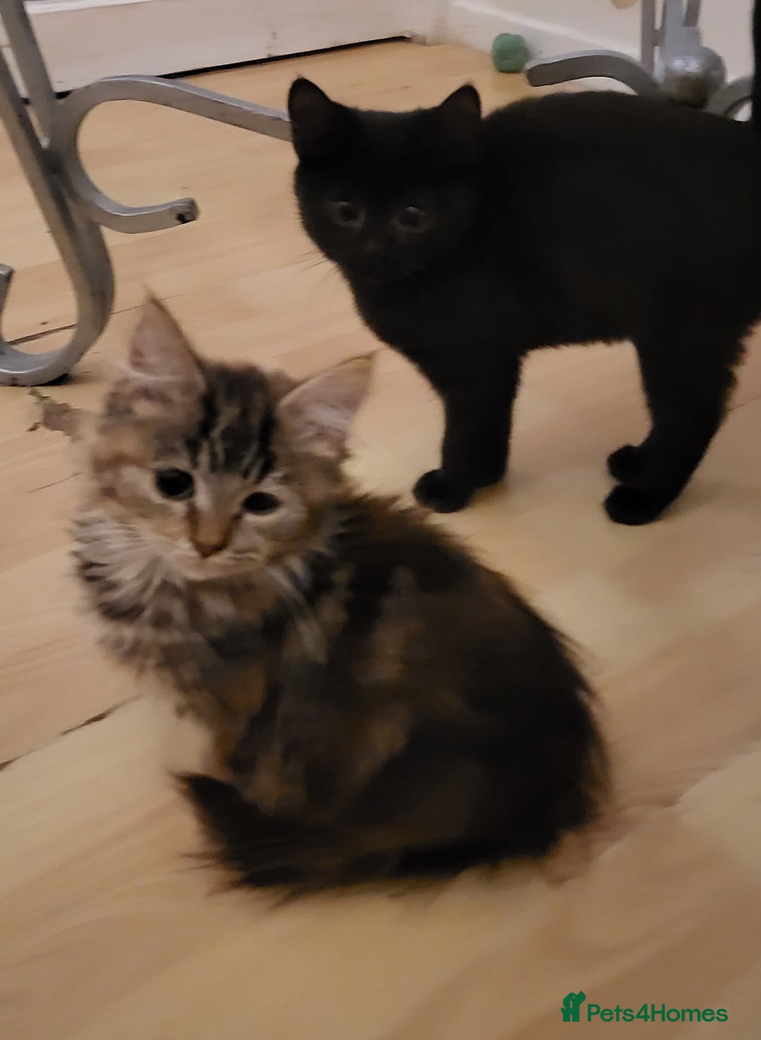 Mixed Breed cats for sale: Friendly playful kittens  - Advert 5