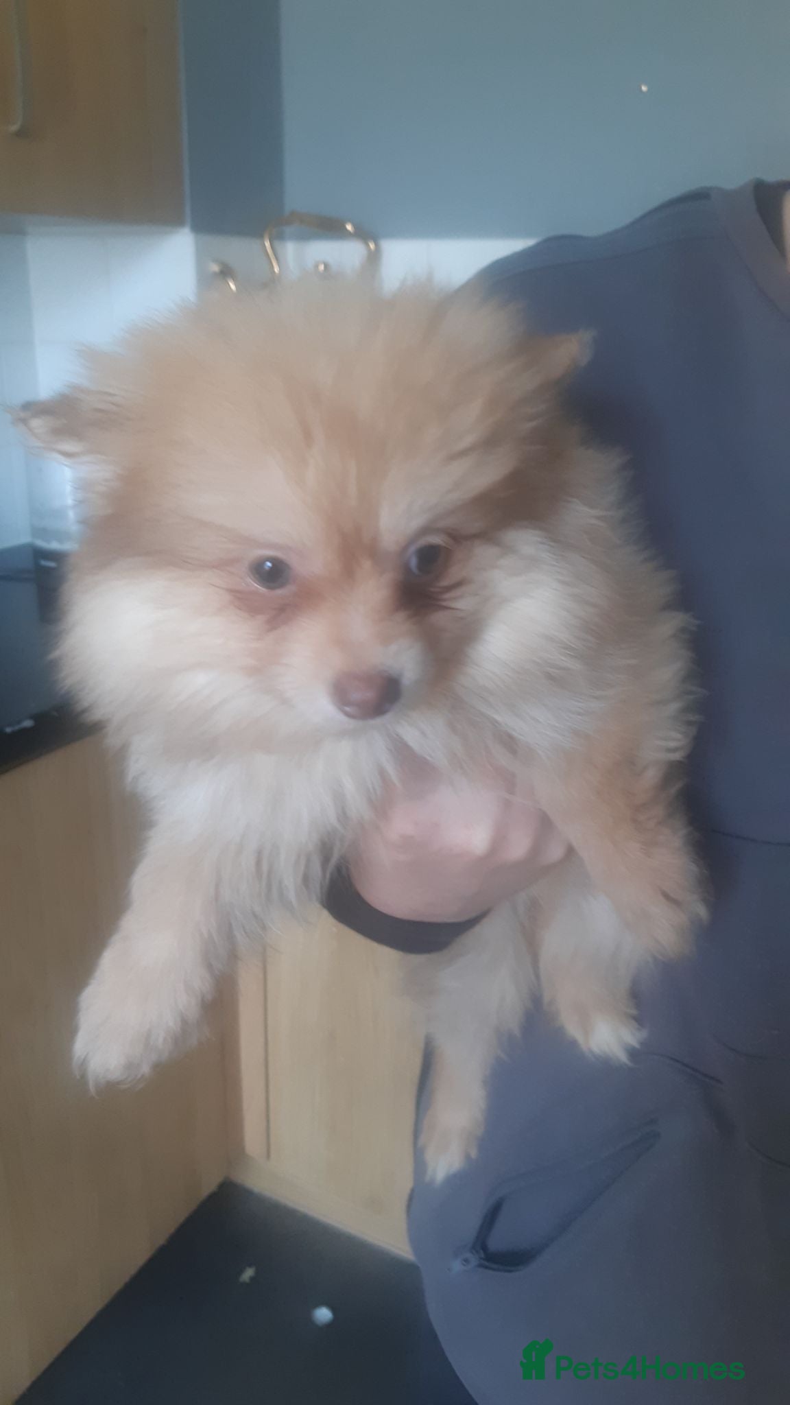 Pomeranian dogs Only 1 girl left Pomeranian pup - Advert 9