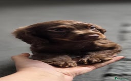 Cocker Spaniel dogs for sale: Tanned Cockerspaniel female - Image 2