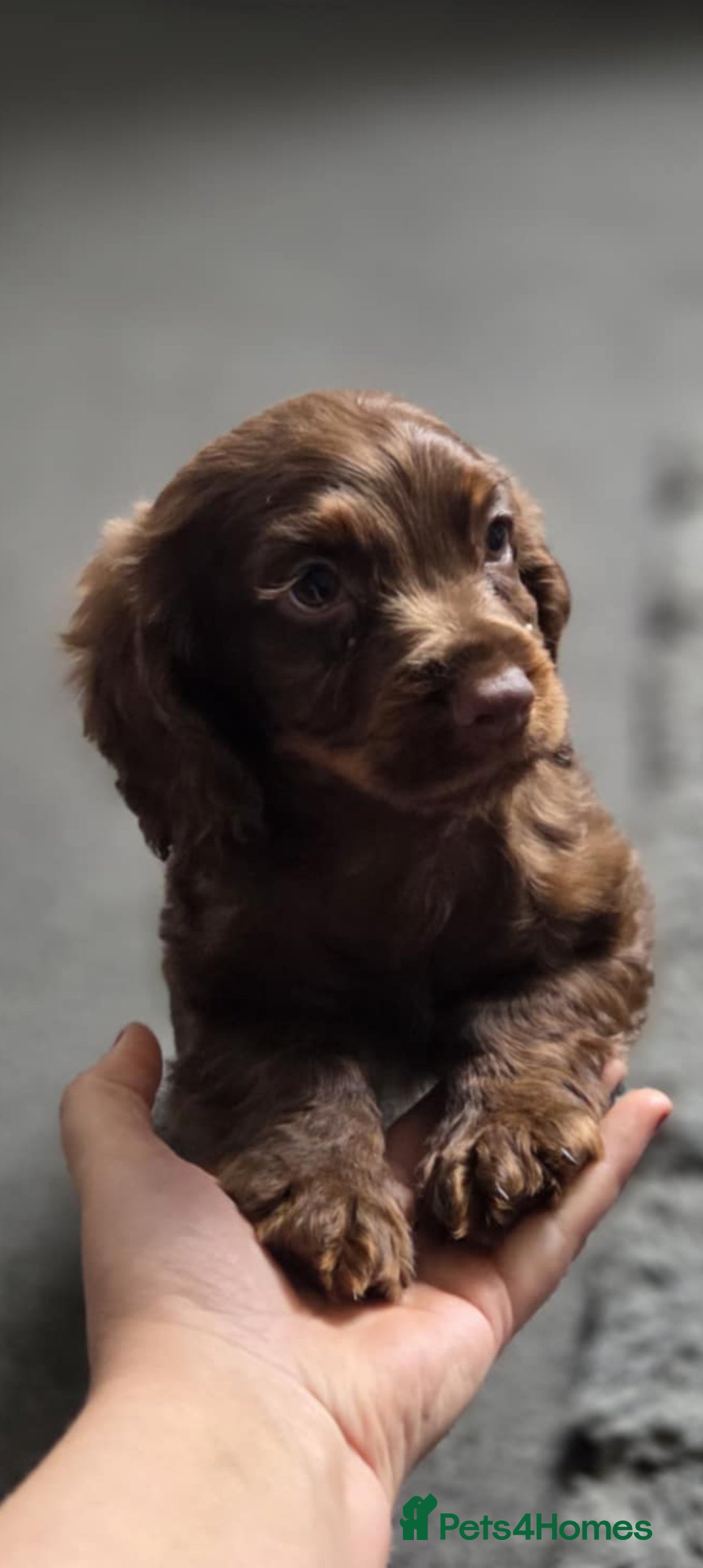 Cocker Spaniel dogs for sale: Tanned Cockerspaniel female - Image 2