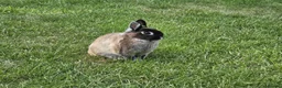 Netherland Dwarf rabbits for sale: 2 Female Netherland Dwarf Rabbits in Northampton - Advert 12