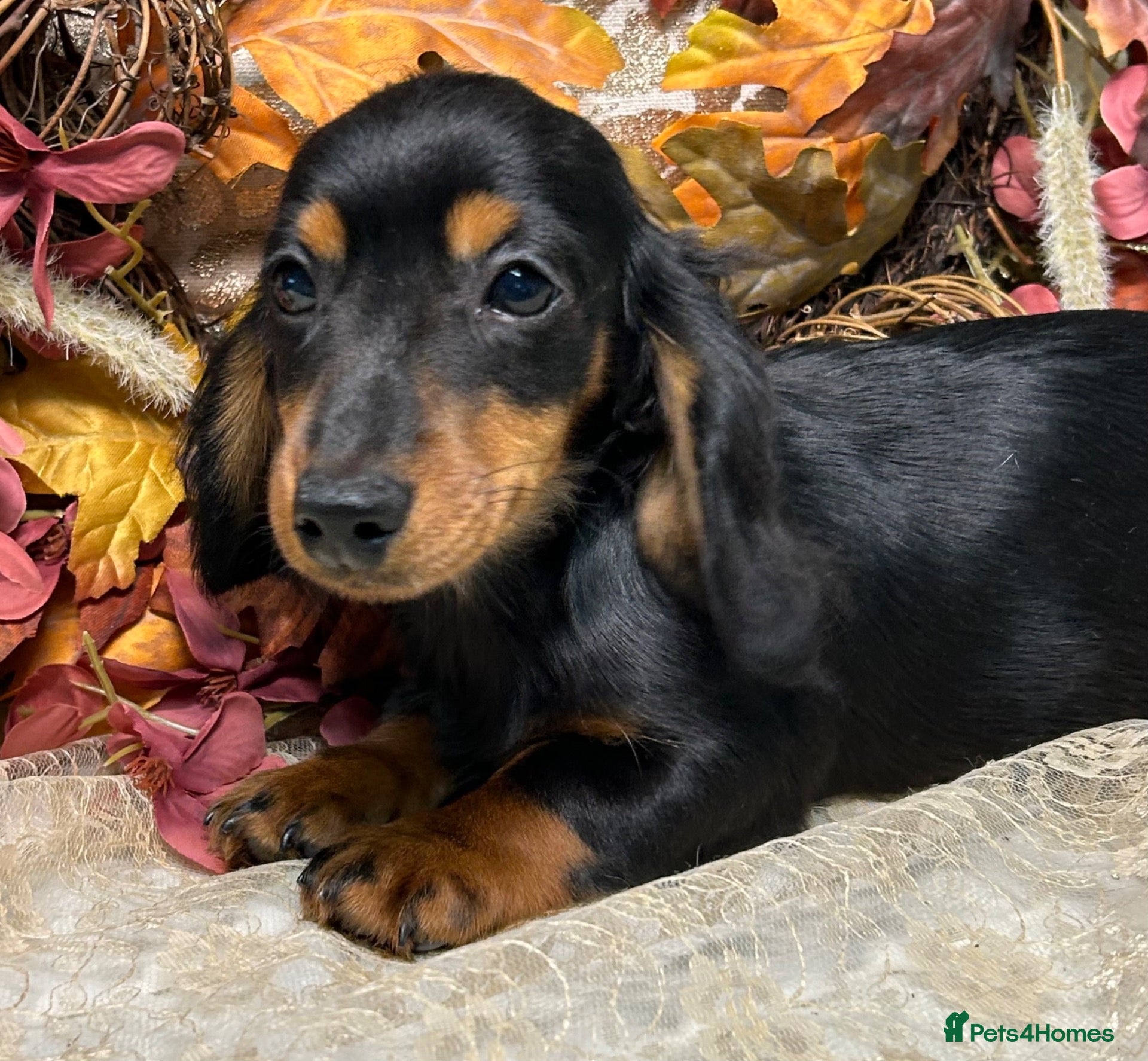 Miniature Dachshund dogs KC Miniature Dachshund Puppies - Advert 1