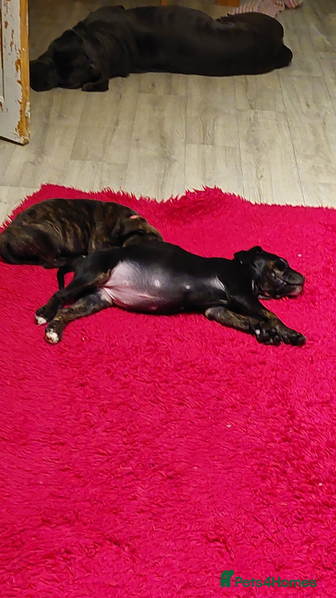 Mixed Breed dogs for sale: Cane Corso cross American bulldog puppy - Advert 16