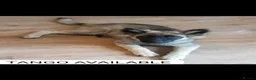 German Shepherd dogs for sale: German Shepherd puppy - Advert 1